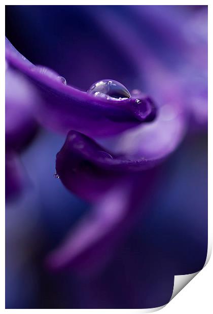 Hyacinth in the Rain Print by Sue Dudley