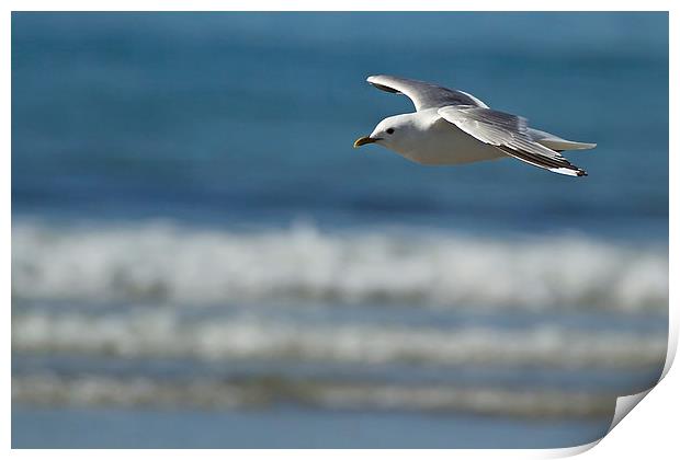 Summer Seagull Print by Sue Dudley
