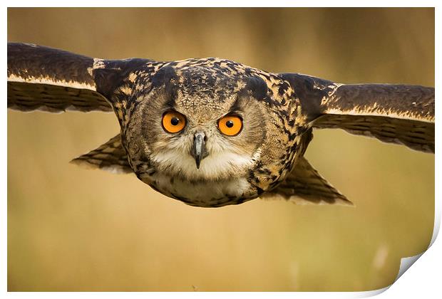European Eagle Owl in Flight Print by Sue Dudley