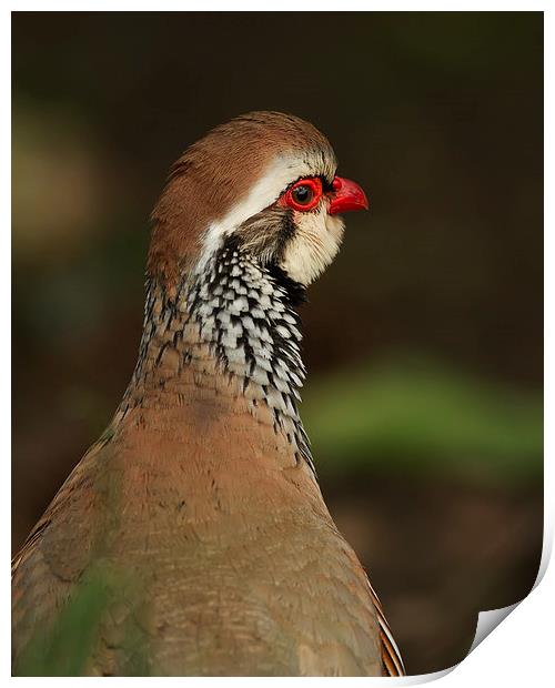 Red Legged Partridge Print by Sue Dudley