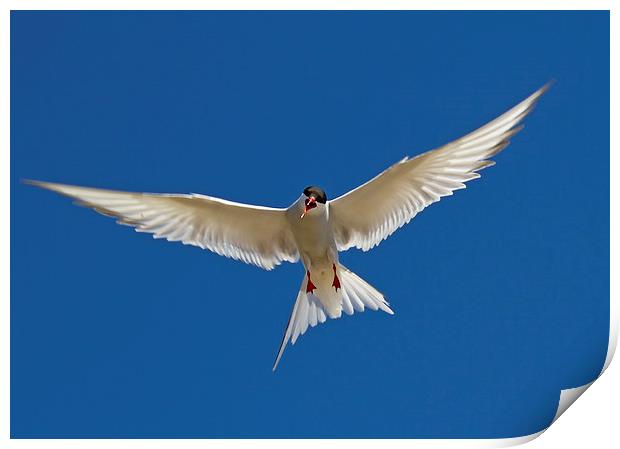  Arctic Tern Print by Sue Dudley