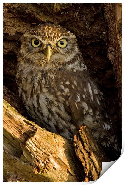  Little Owl in Tree Print by Sue Dudley