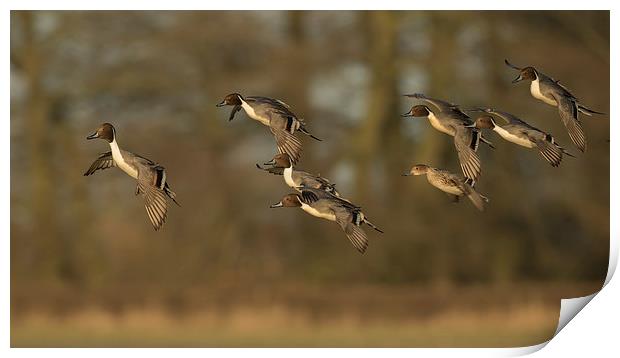  Pintail Ducks in Flight Print by Sue Dudley