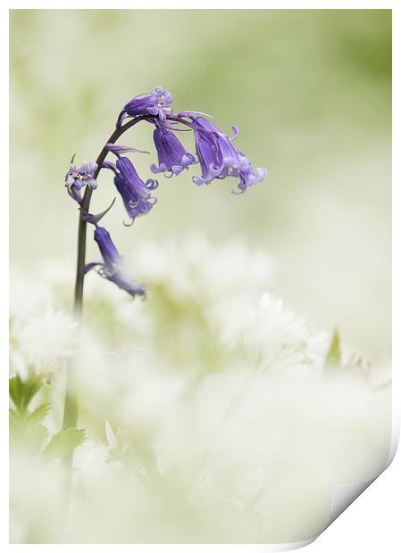  Bluebell Amongst White Flowers Print by Sue Dudley