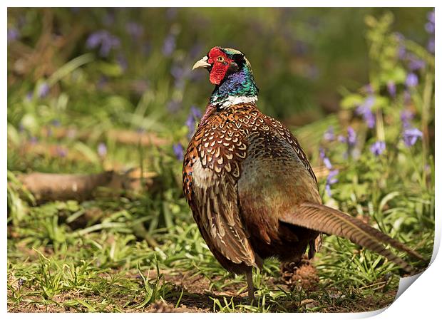 Cock Pheasant in Bluebells Print by Sue Dudley