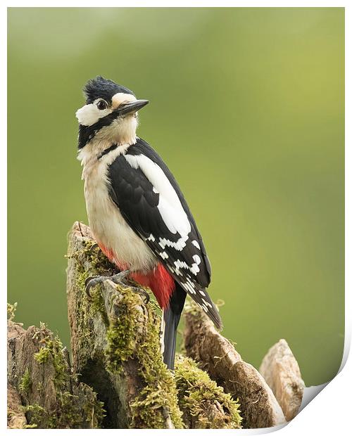  Woodpecker on Dry Stone Wall Print by Sue Dudley