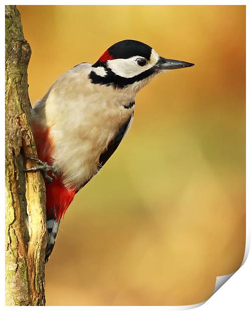  Autumnal Woodpecker Print by Sue Dudley