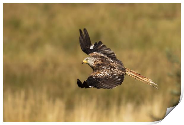 Red Kite in Flight Print by Sue Dudley