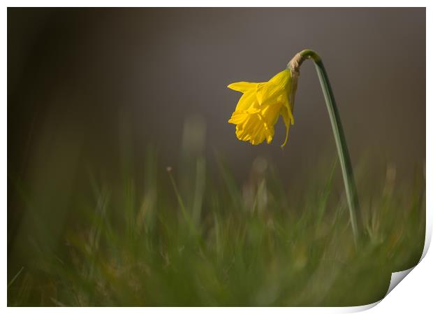 Lone Daffodil Print by Sue Dudley