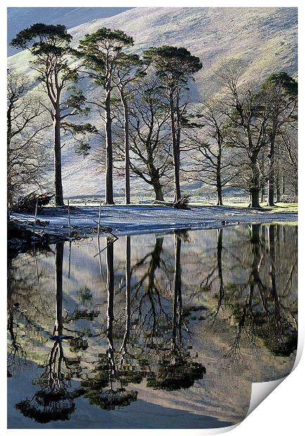 Buttermere Pines Print by Martin Parratt