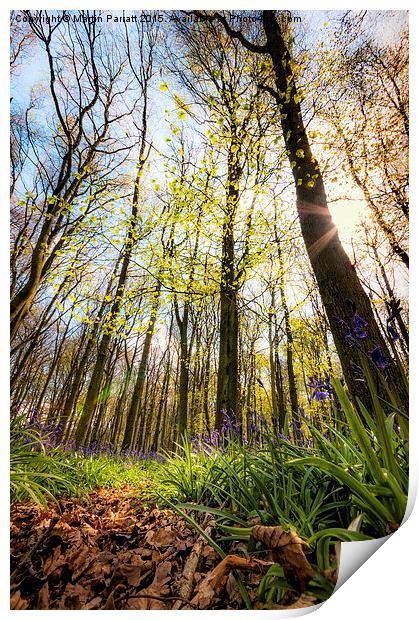 Bluebell Wood Print by Martin Parratt