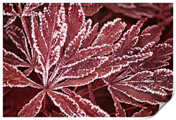 Acer in Frost Print by Martin Parratt