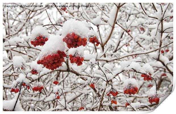 Red Berries in Snow Print by Martin Parratt