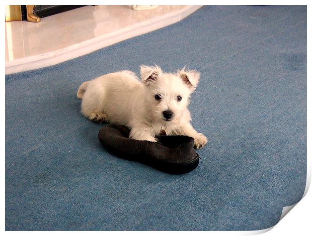 The Westie and a slipper Print by Bill Lighterness