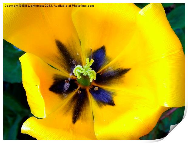 Yellow Tulipa Print by Bill Lighterness