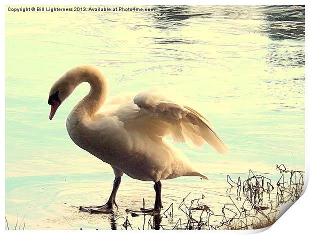 Swan walking on water ! Print by Bill Lighterness