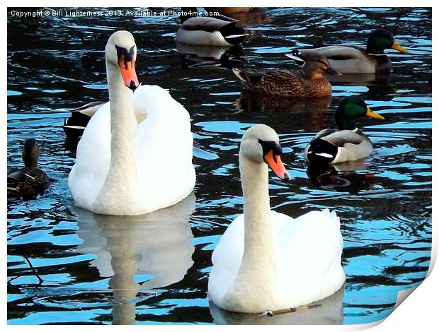 Ducks & Swans Print by Bill Lighterness