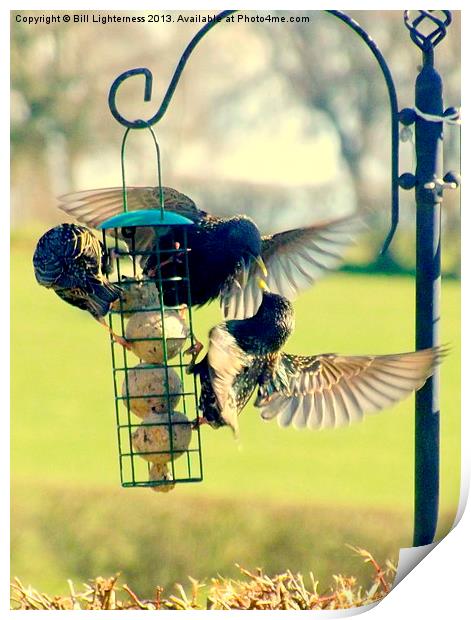 Starling feeding its young Print by Bill Lighterness