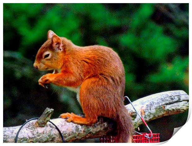 The Red Squirrel Print by Bill Lighterness