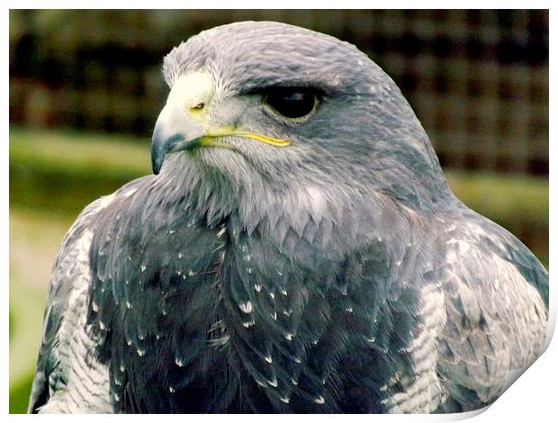 Black-chested Buzzard-Eagle Print by Bill Lighterness