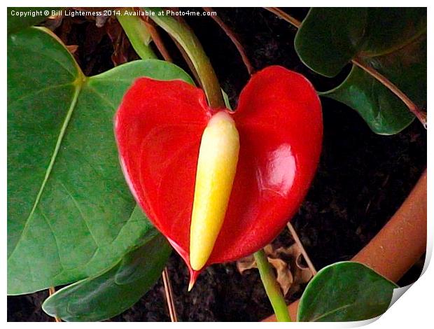 Anthurium Plant 1 Print by Bill Lighterness