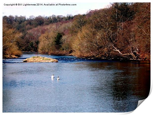 Swans on the Clyde Print by Bill Lighterness