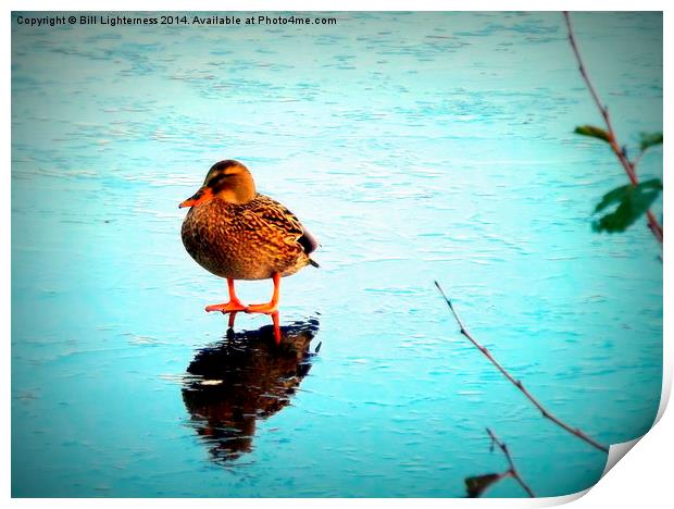 A Duck on ice ! Print by Bill Lighterness
