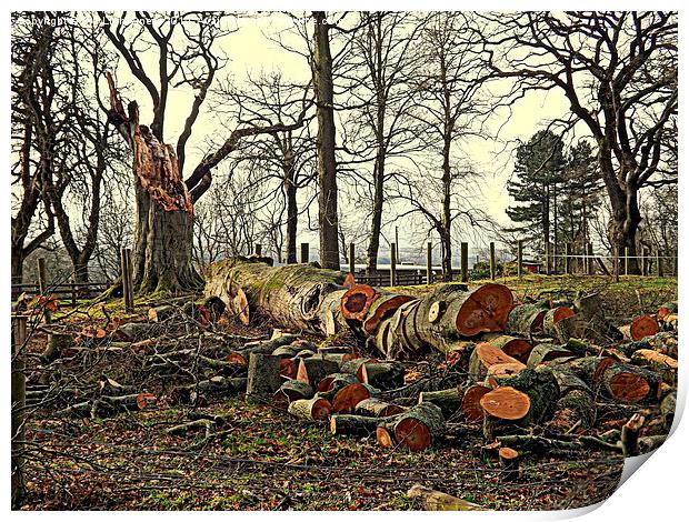 The Fallen Oak Tree Print by Bill Lighterness