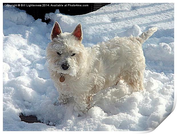 White Dog , White Snow ! Print by Bill Lighterness