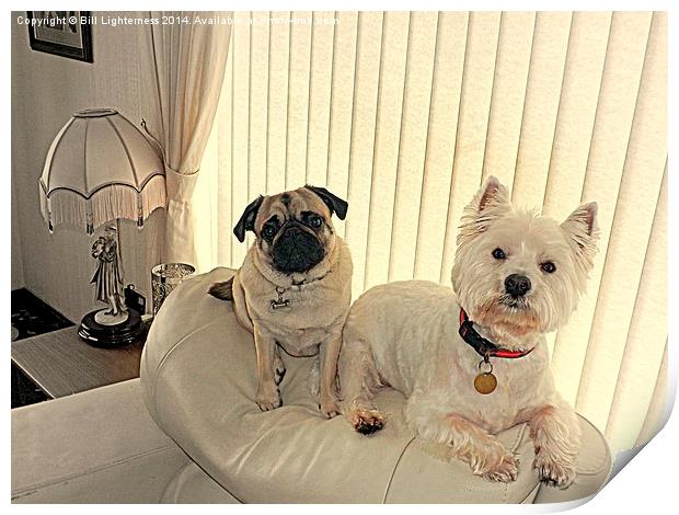 The Westie and the Pug Print by Bill Lighterness