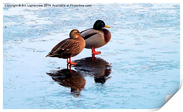 Two Ducks , Icy Reflections Print by Bill Lighterness