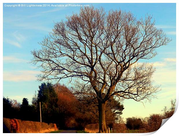 The Bare Oak Standing Proud Print by Bill Lighterness