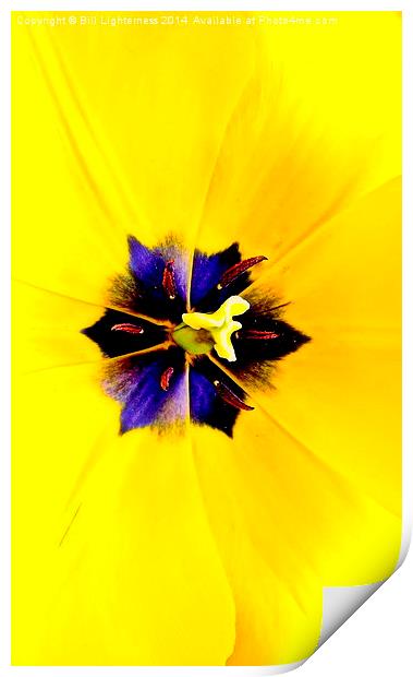 Yellow Tulip Print by Bill Lighterness