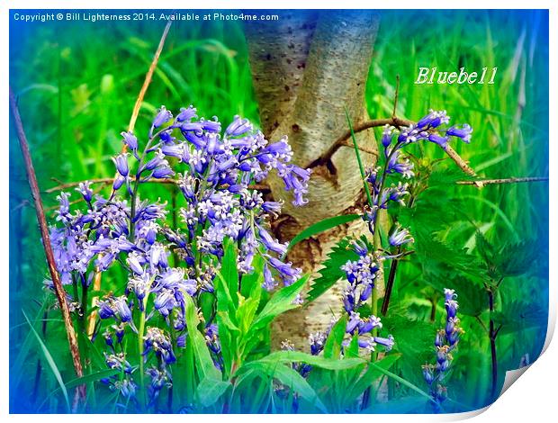 Iconic Bluebells Print by Bill Lighterness