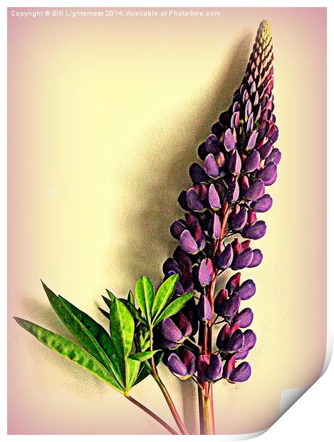 Painted Purple Lupin Print by Bill Lighterness