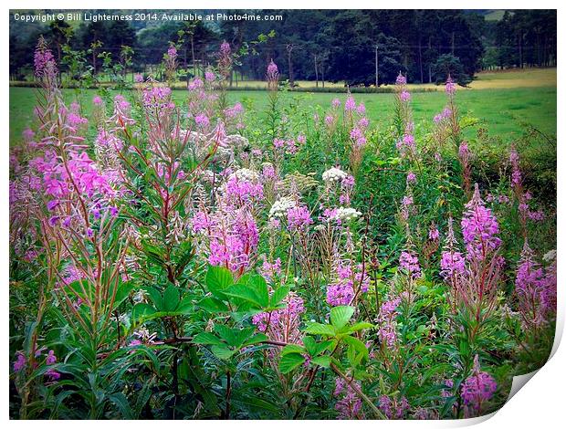 Growing Wild Print by Bill Lighterness