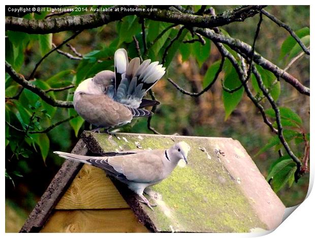  Doves a Cooing and Preening Print by Bill Lighterness