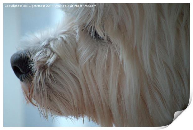  Westie or Yeti ? Print by Bill Lighterness