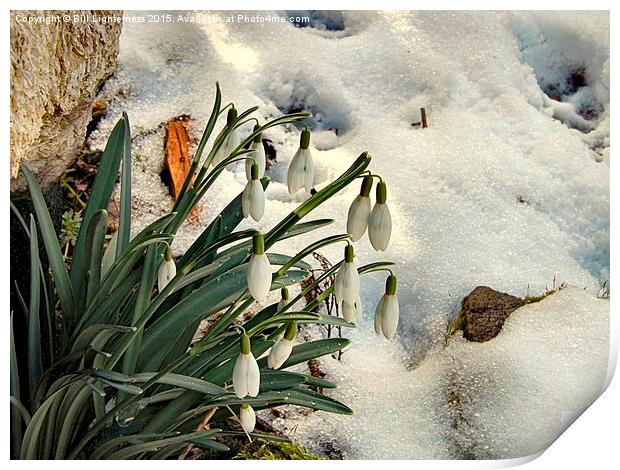 Snowdrops in the Snow Print by Bill Lighterness