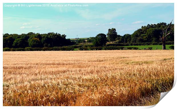  Golden Field Print by Bill Lighterness