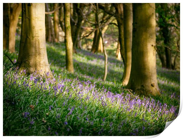 Bluebells Print by Purple OneTwoEight
