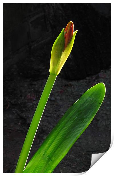 Amaryllis Print by Stanislovas Kairys