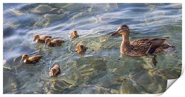 Ducklings Print by Laura Kenny