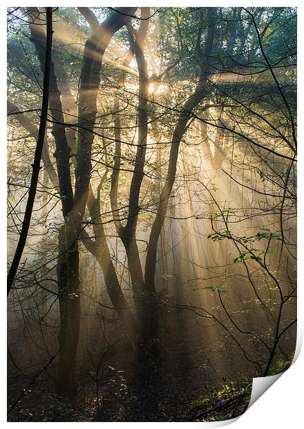  Misty woodland Print by Laura Kenny