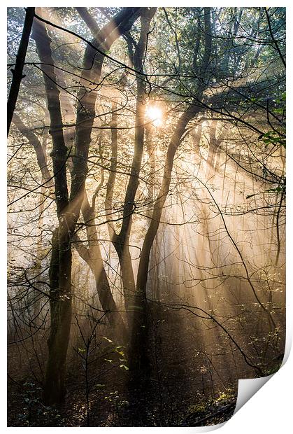  Misty Morning Print by Laura Kenny