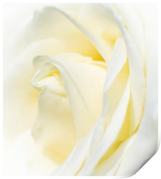  White Rose Print by Laura Kenny