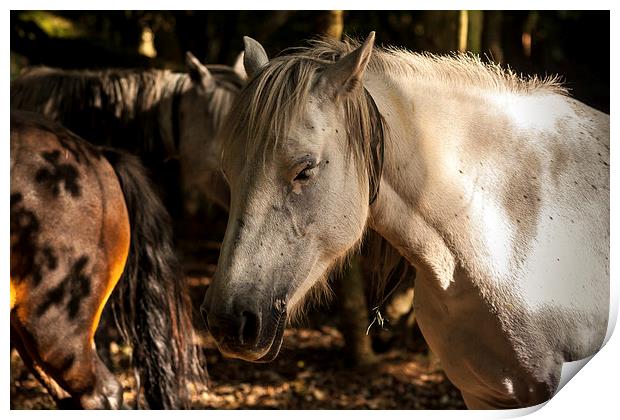 New Forest Ponies Print by Peter McCormack