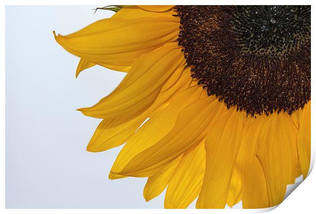 Sunflower Print by Peter McCormack
