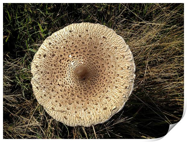 Nothing Special - Its A Mushroom Print by Peter McCormack