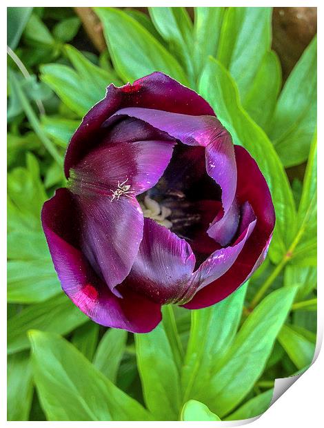Tulip With Insect Print by Peter McCormack